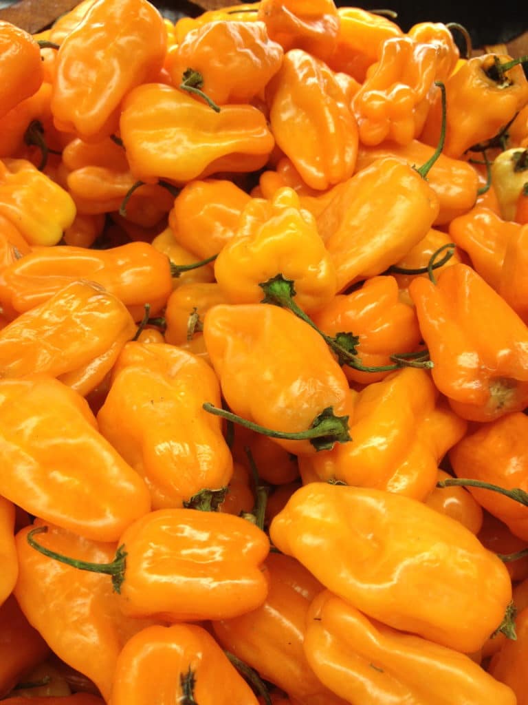 habanero chilies