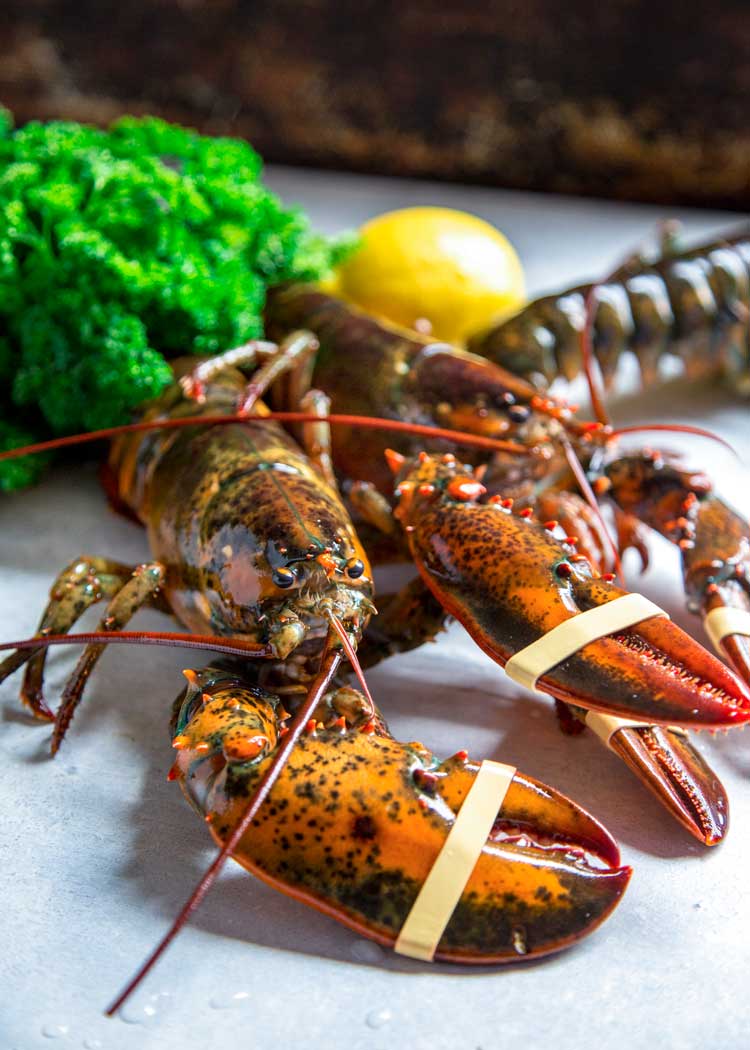 fresh whole lobster, claws wrapped